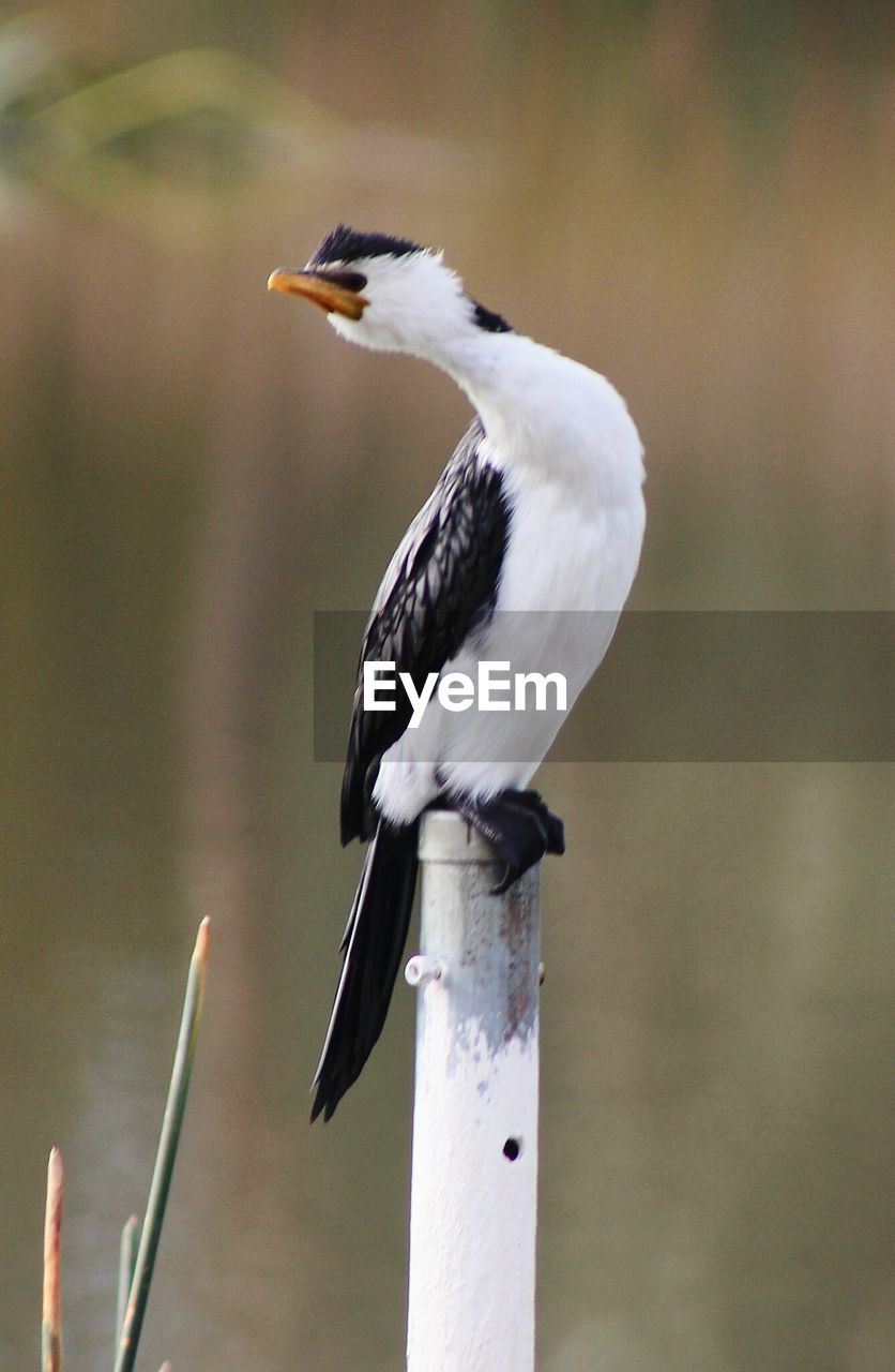 Cormorant perching on pole