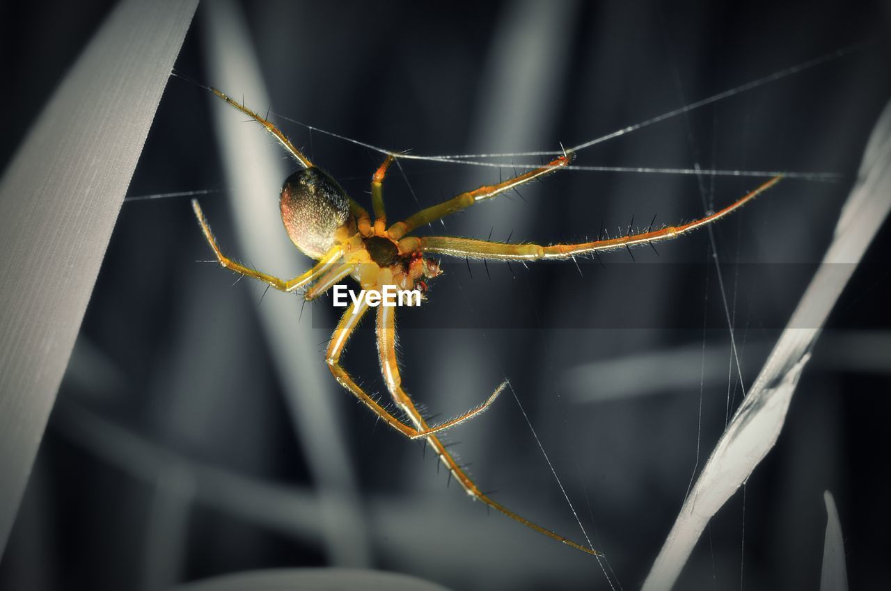 LOW ANGLE VIEW OF SPIDER ON WEB AT NIGHT