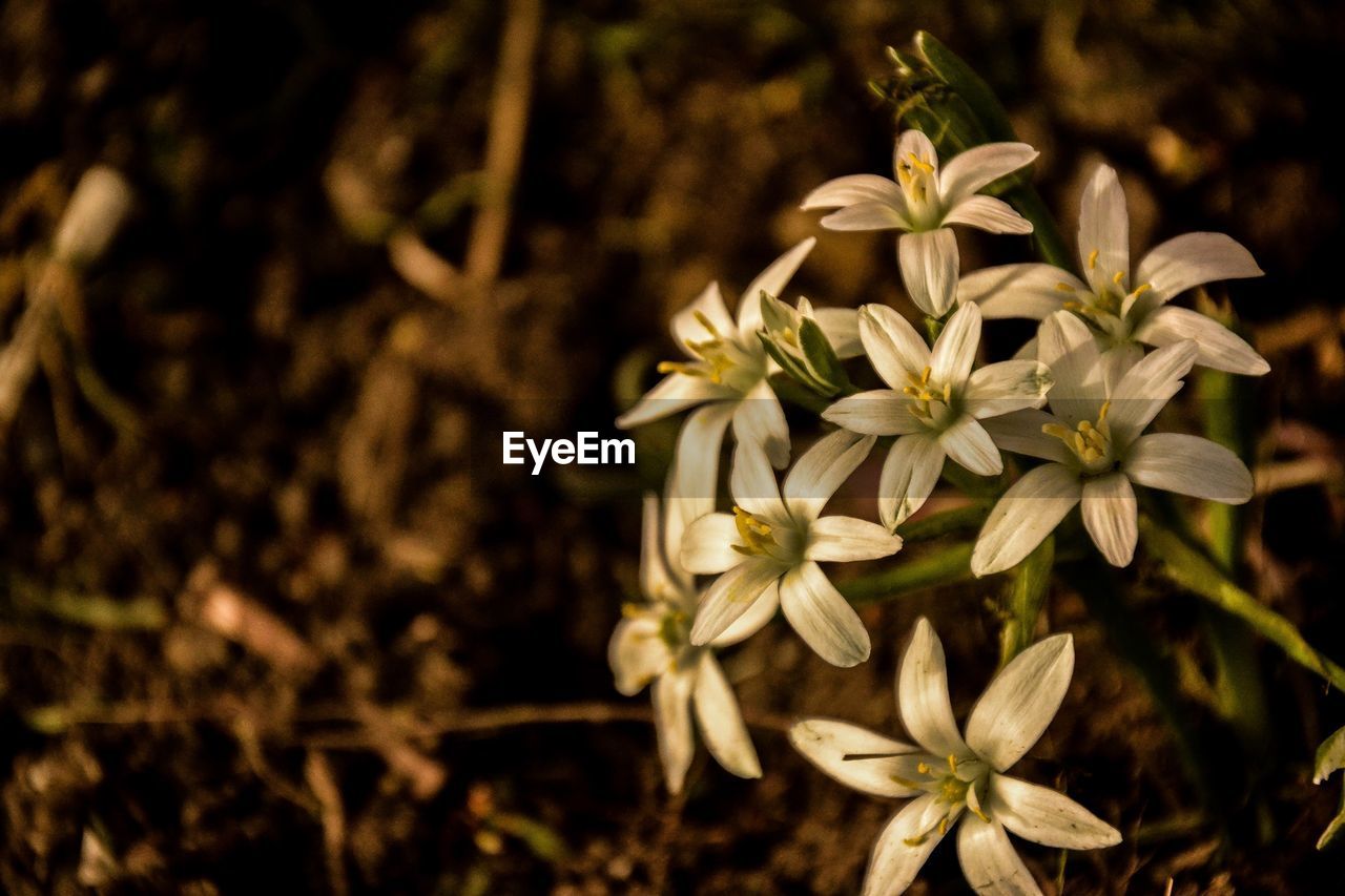 CLOSE-UP OF WHITE FLOWERING PLANTS