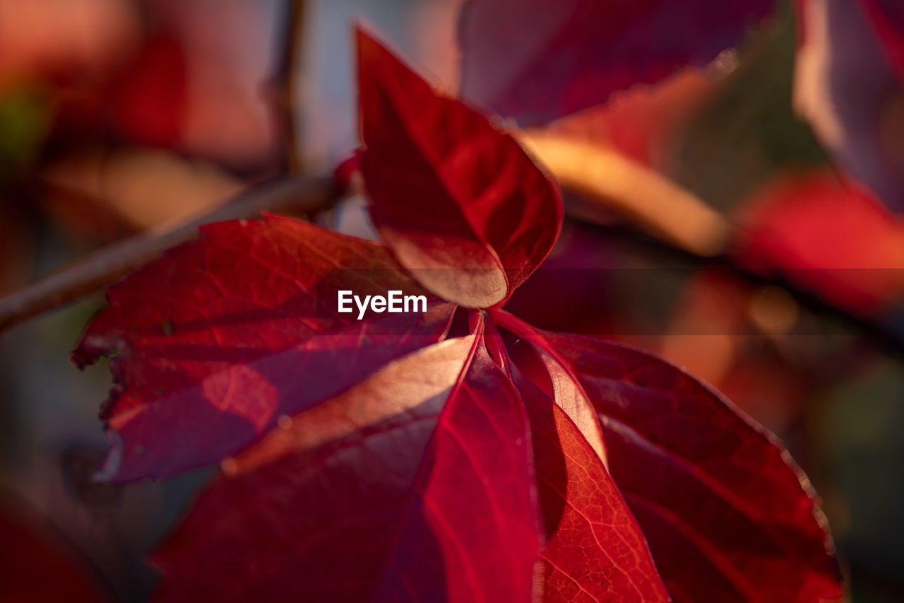 CLOSE-UP OF MAPLE LEAVES