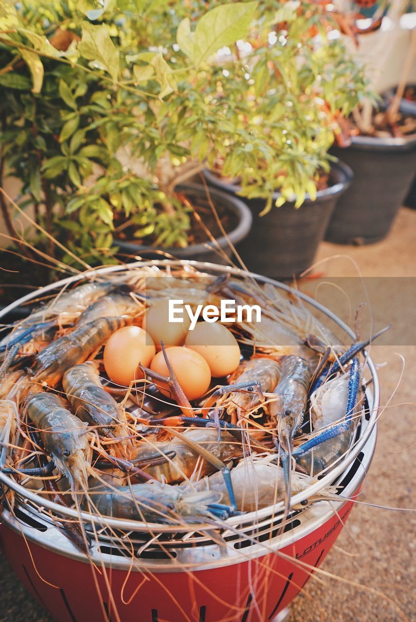 HIGH ANGLE VIEW OF EGGS IN BASKET ON PLANT