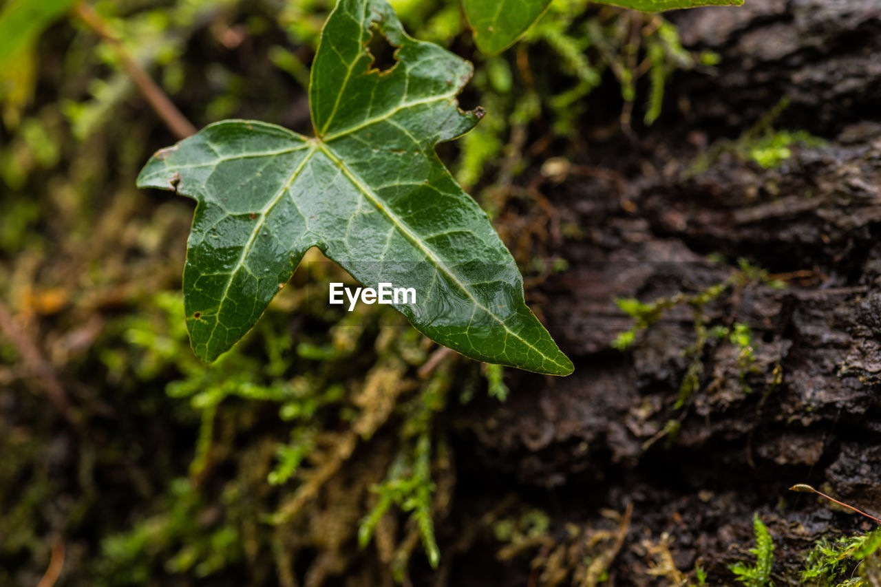 HIGH ANGLE VIEW OF GREEN LEAVES ON FIELD