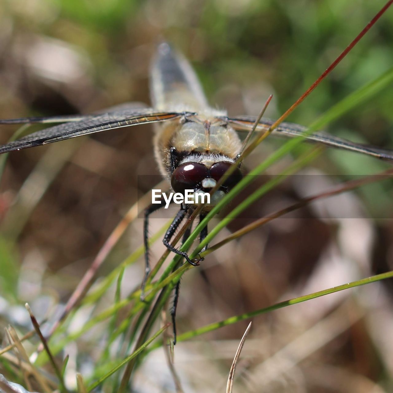 CLOSE-UP OF INSECT