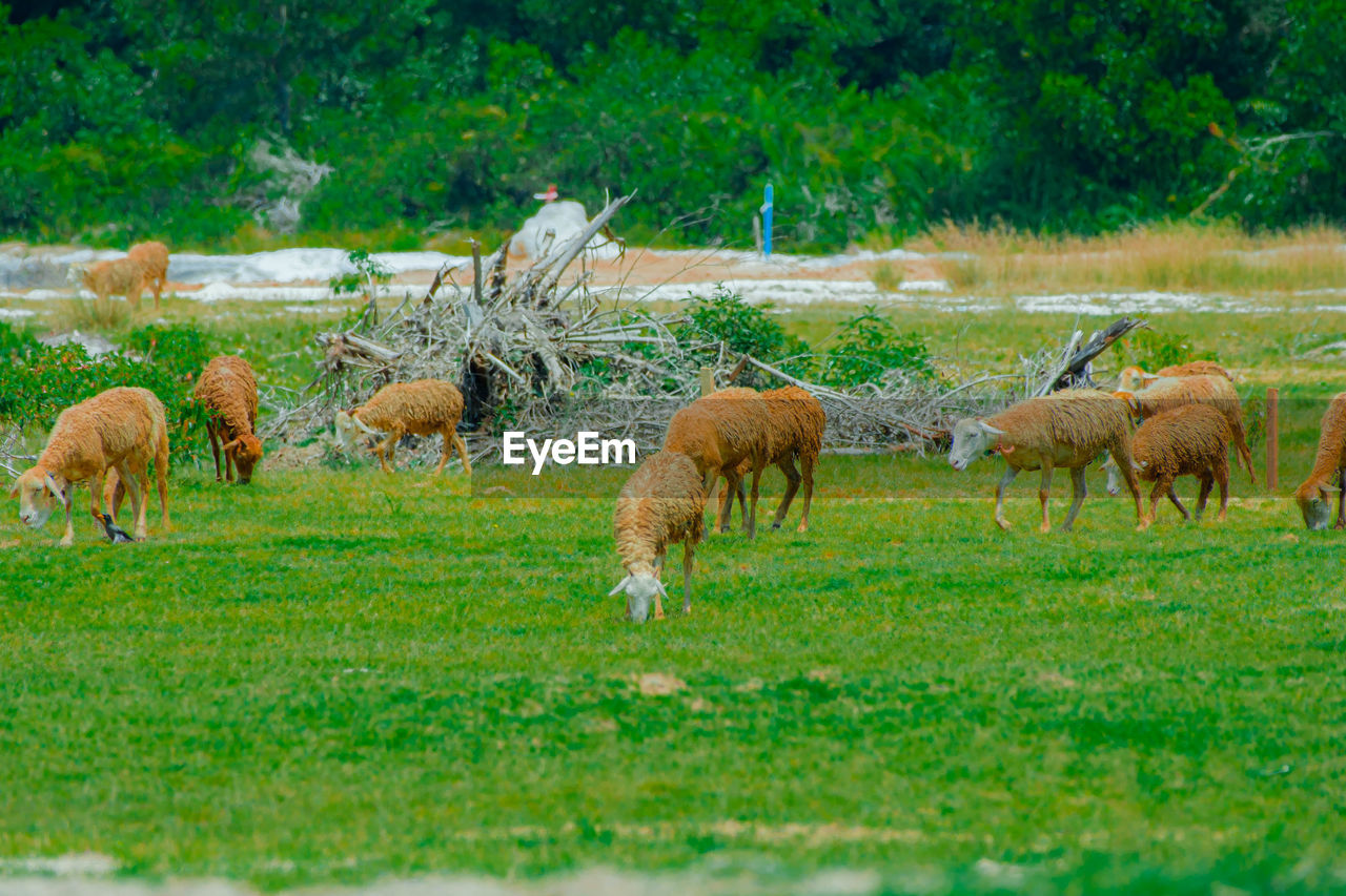 animal, mammal, animal themes, pasture, plant, grazing, group of animals, grass, livestock, domestic animals, field, grassland, meadow, agriculture, rural area, land, herd, green, animal wildlife, nature, wildlife, no people, pet, prairie, natural environment, landscape, tree, environment, plain, sheep, day, growth, outdoors, large group of animals, beauty in nature, rural scene, herbivorous