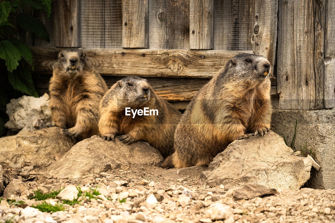 Marmots in the dolomites, one of the main animals seen at locatelli