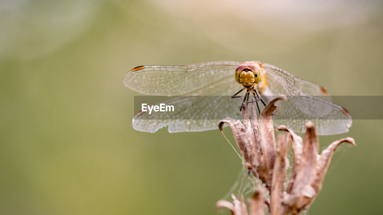 CLOSE UP OF DRAGONFLY