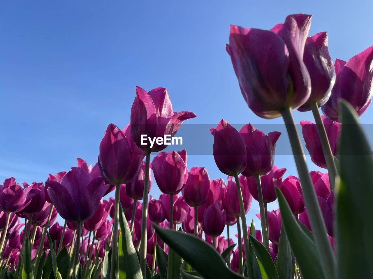 plant, flower, beauty in nature, flowering plant, nature, freshness, growth, pink, petal, leaf, plant part, no people, close-up, purple, blue, fragility, sky, blossom, inflorescence, red, flower head, outdoors, macro photography, tree, botany, springtime