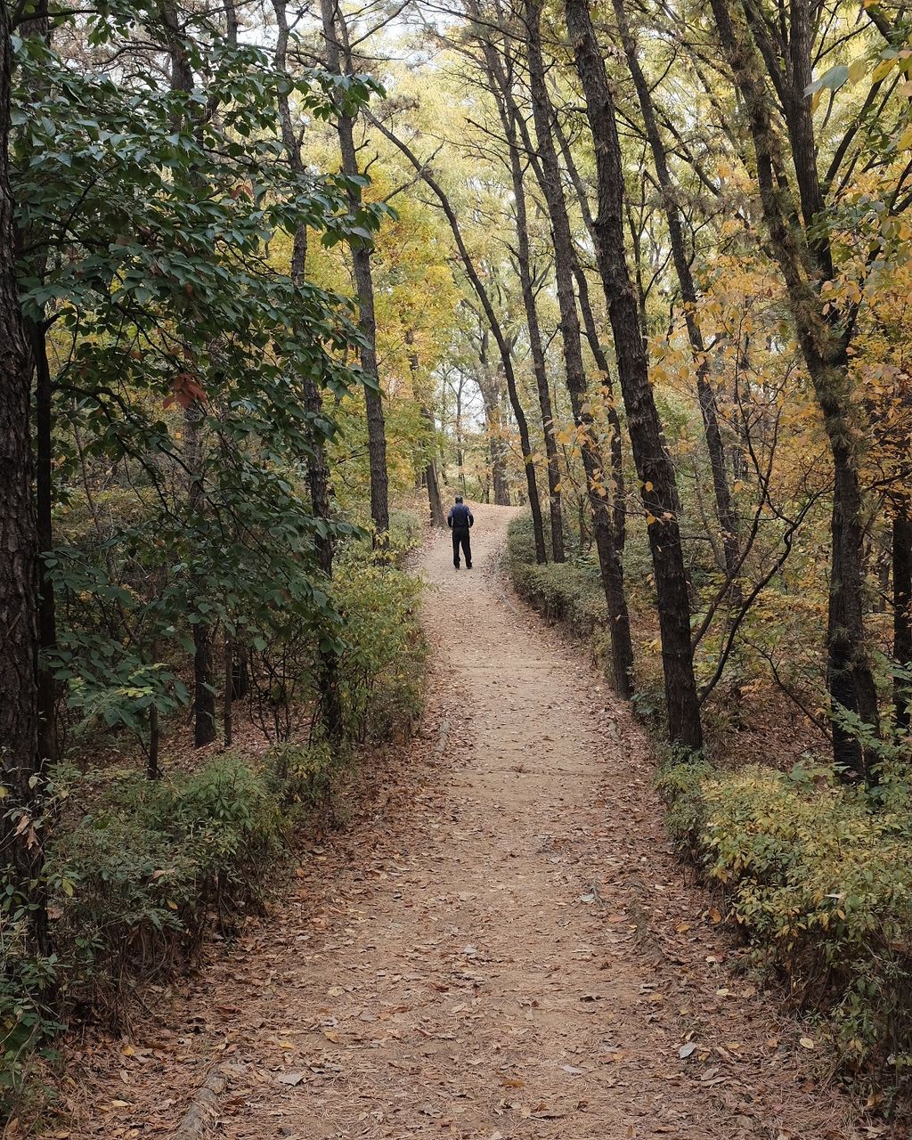 REAR VIEW OF MAN WALKING ON FOOTPATH IN AUTUMN