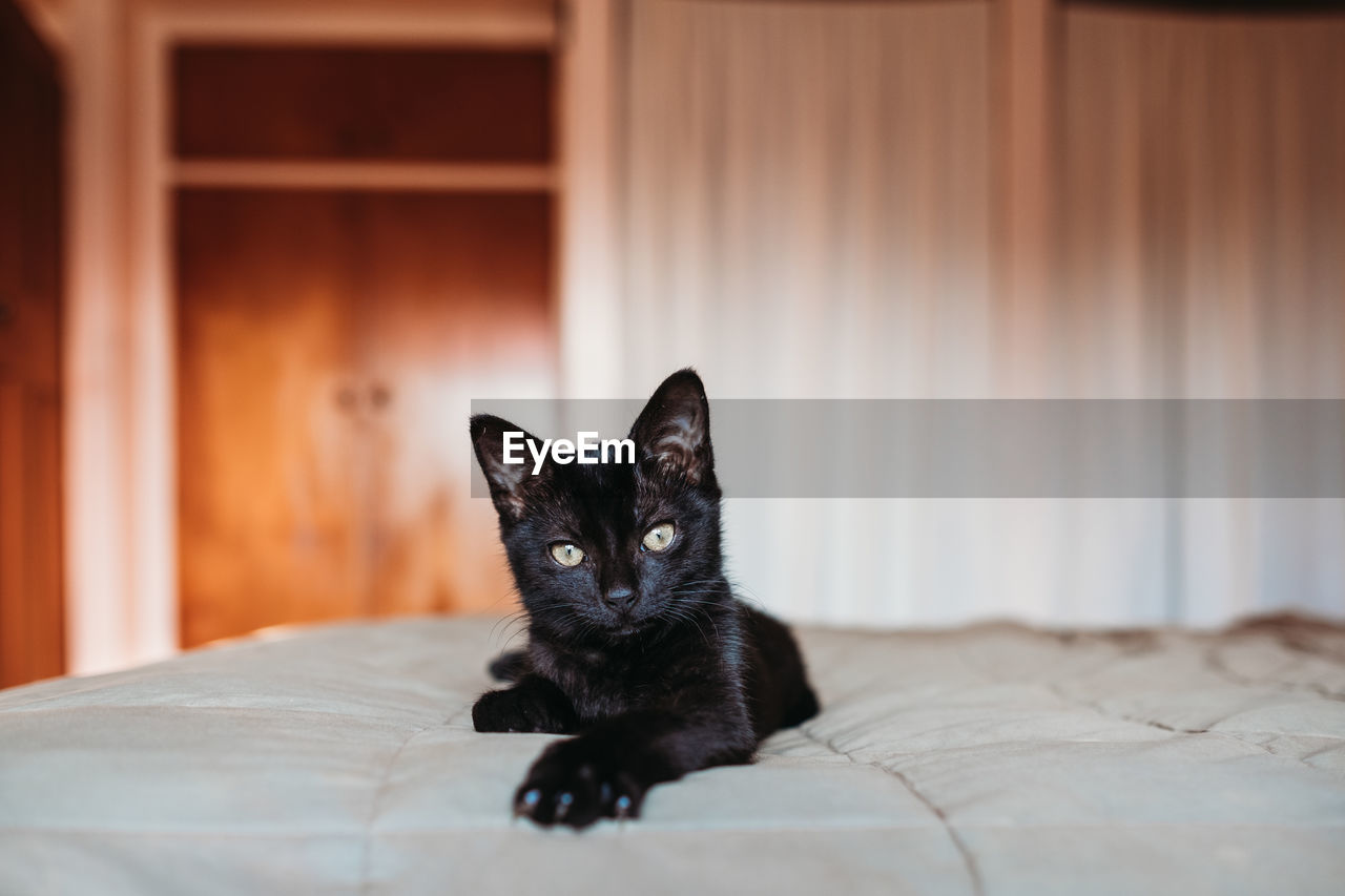 Black kitten resting on a bed with paw stretched out