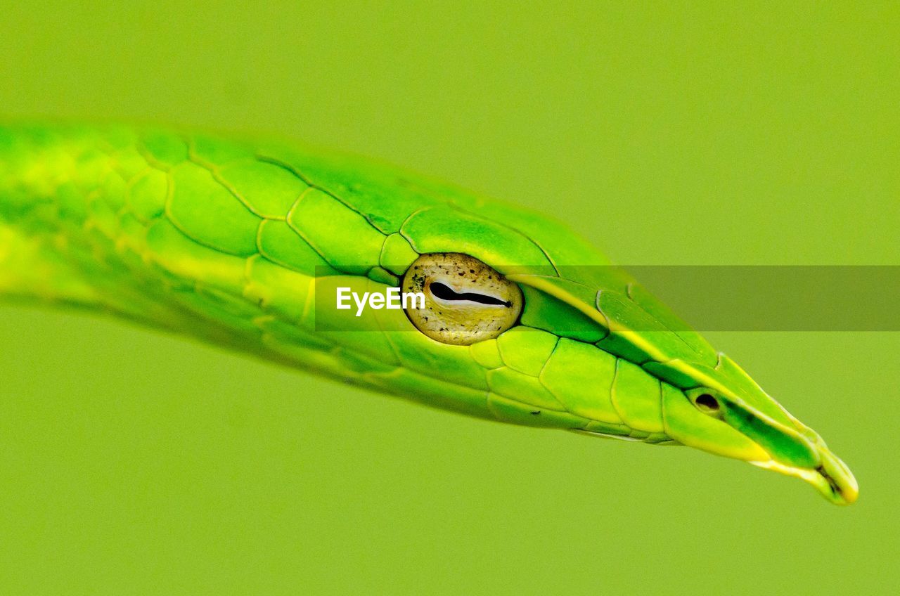 Close-up from head and eye of green whipsnake