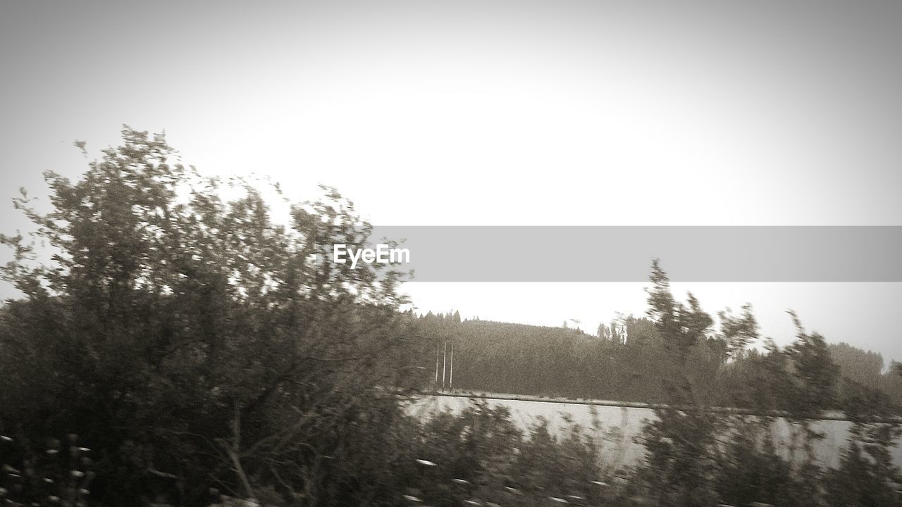 TREES BY LAKE AGAINST CLEAR SKY