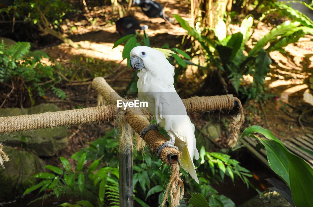 BIRDS PERCHING ON BRANCH