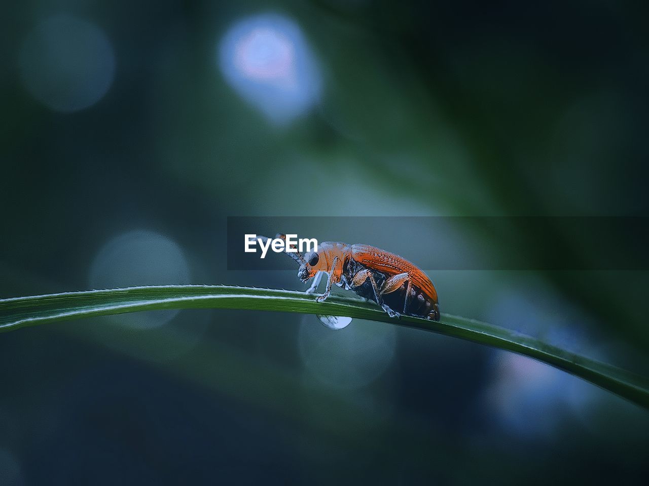 Close-up of insect on leaf