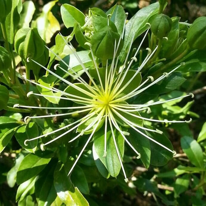 CLOSE-UP OF PLANT GROWING ON PLANT