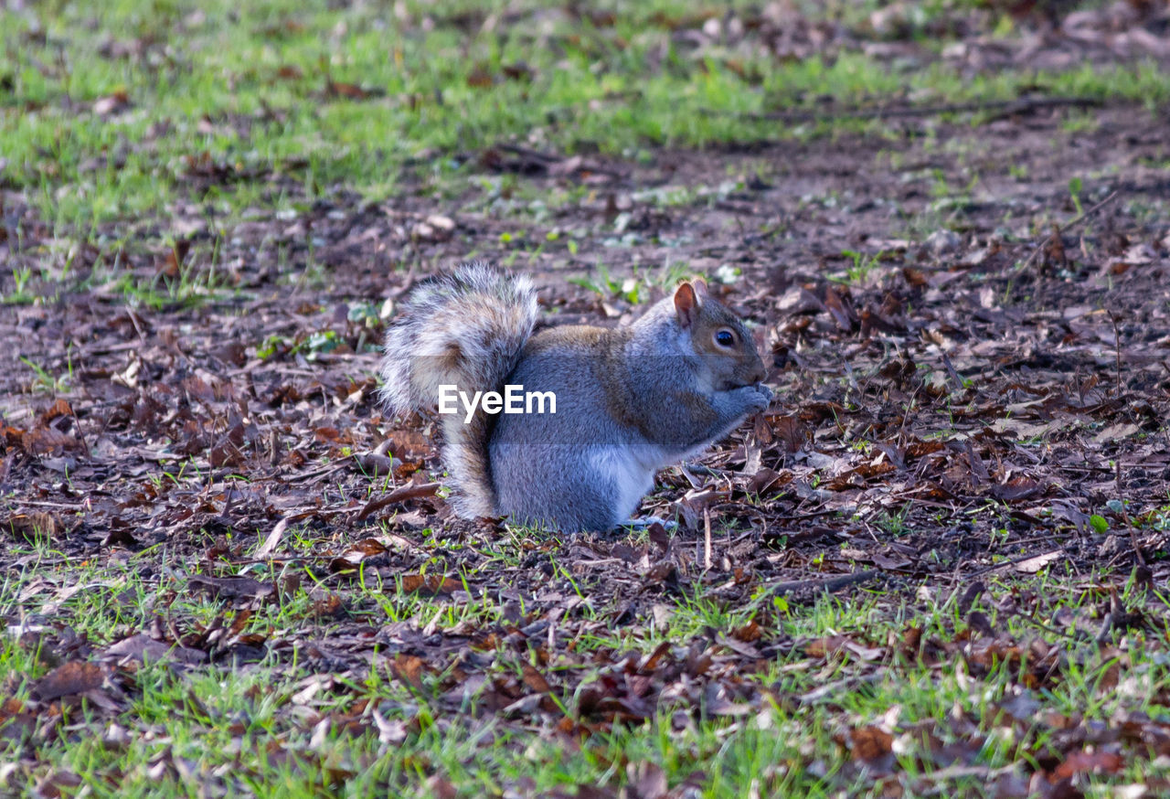 SQUIRREL SITTING ON ROCK