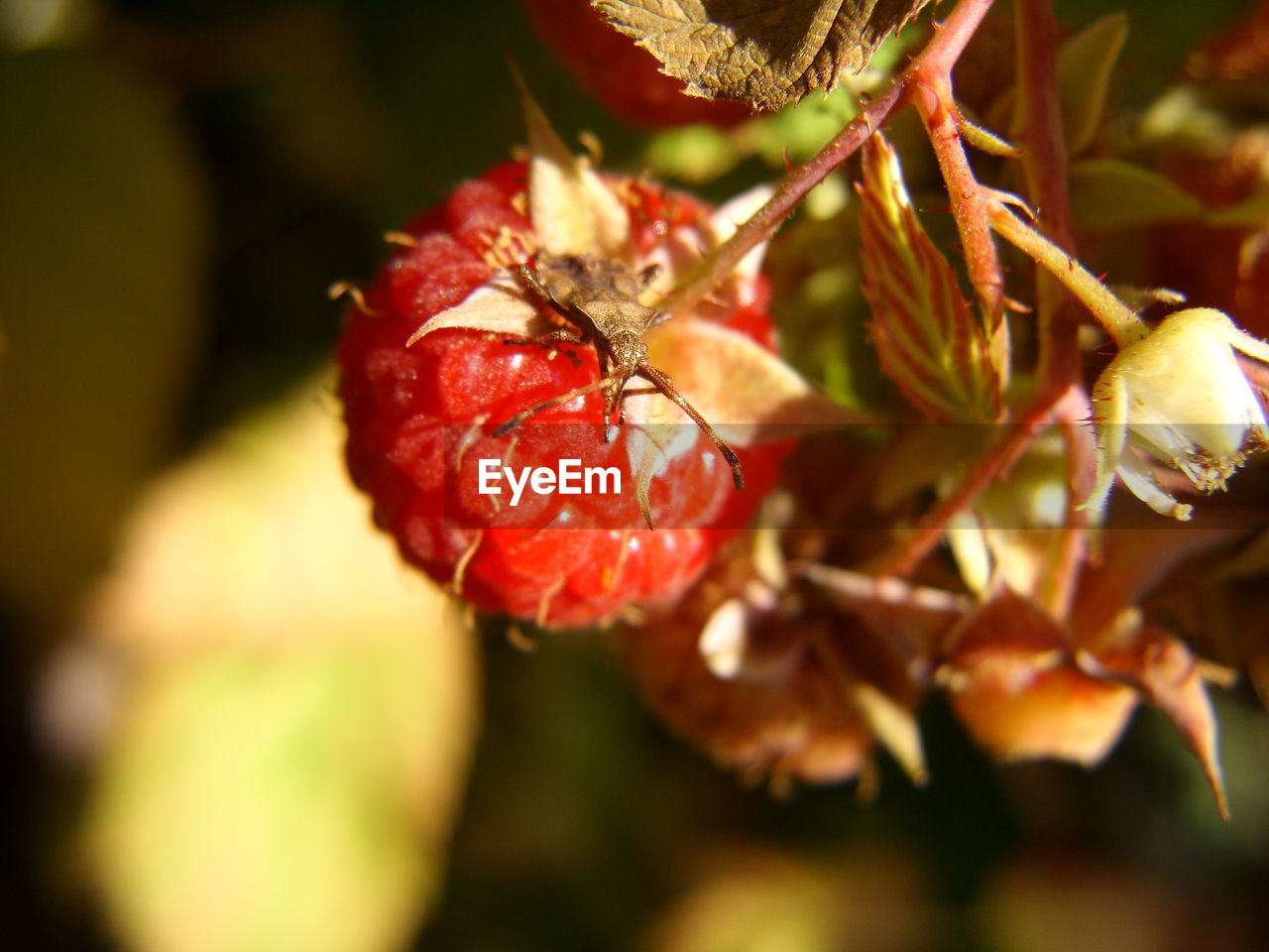 CLOSE-UP OF RED FLOWER