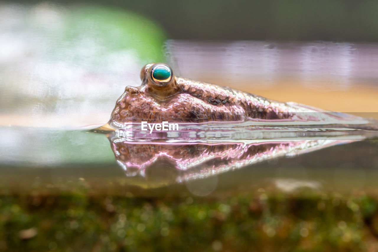 Close up of an atlantic mudskipper 