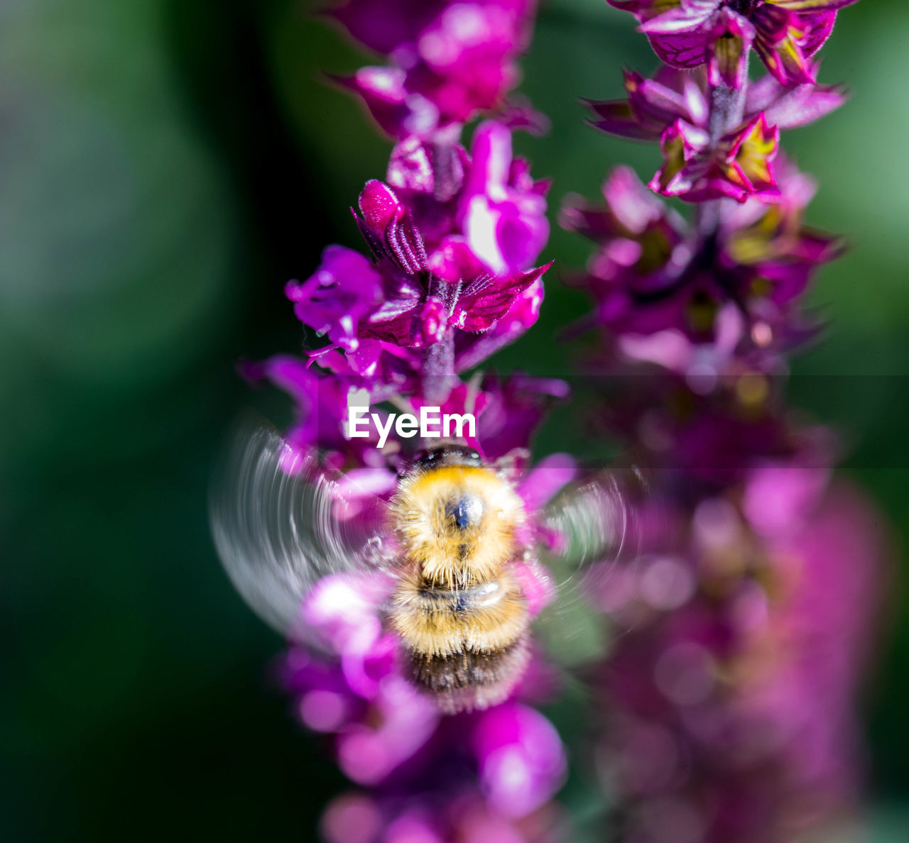 BEE POLLINATING ON PURPLE FLOWER