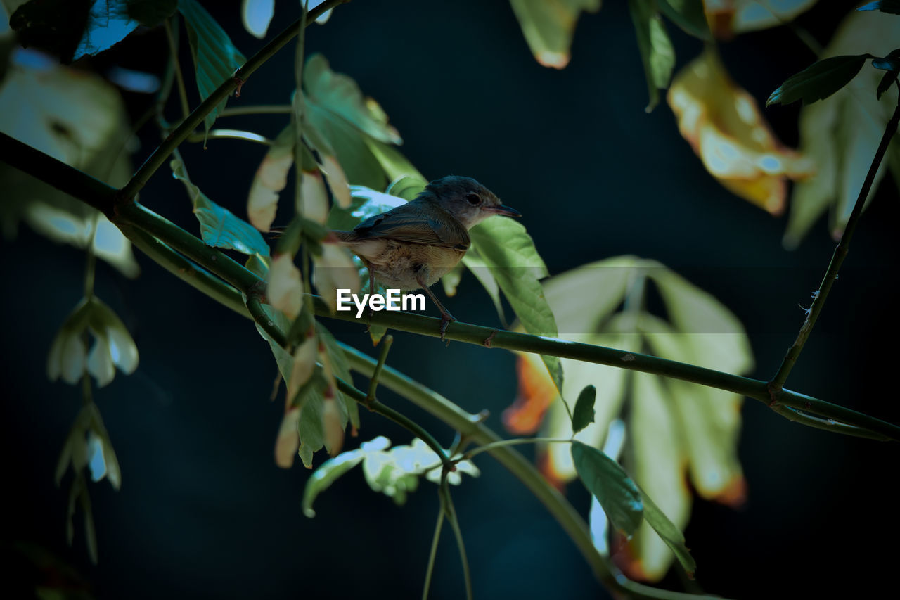 Close-up of bird perching on branch