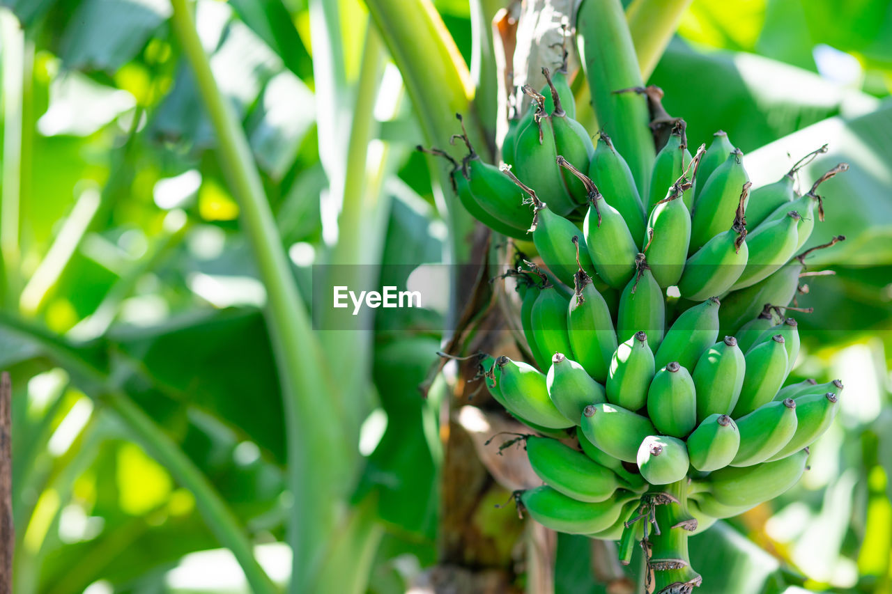 CLOSE-UP OF BANANA TREE