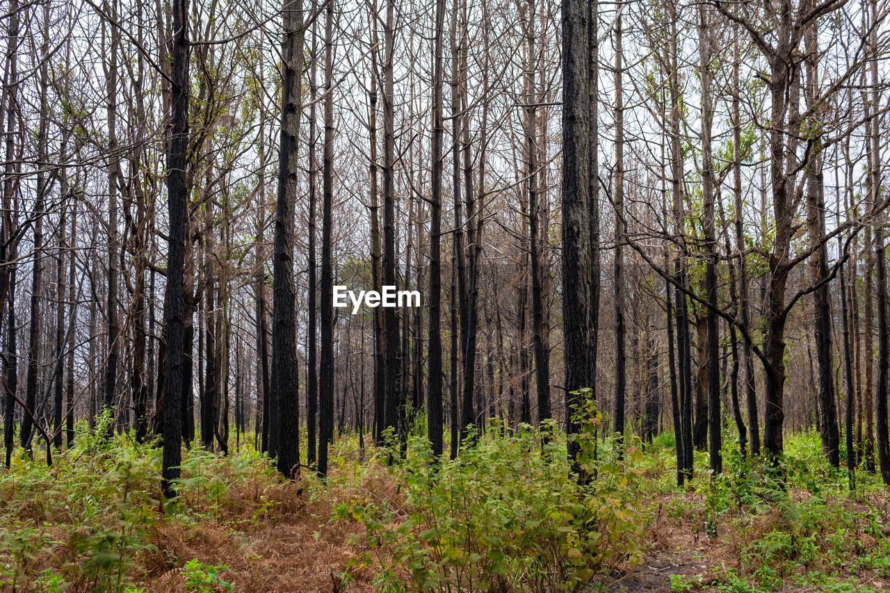 Pine forest phu kradueng mountain in loei in thailand resurrected after being burn.