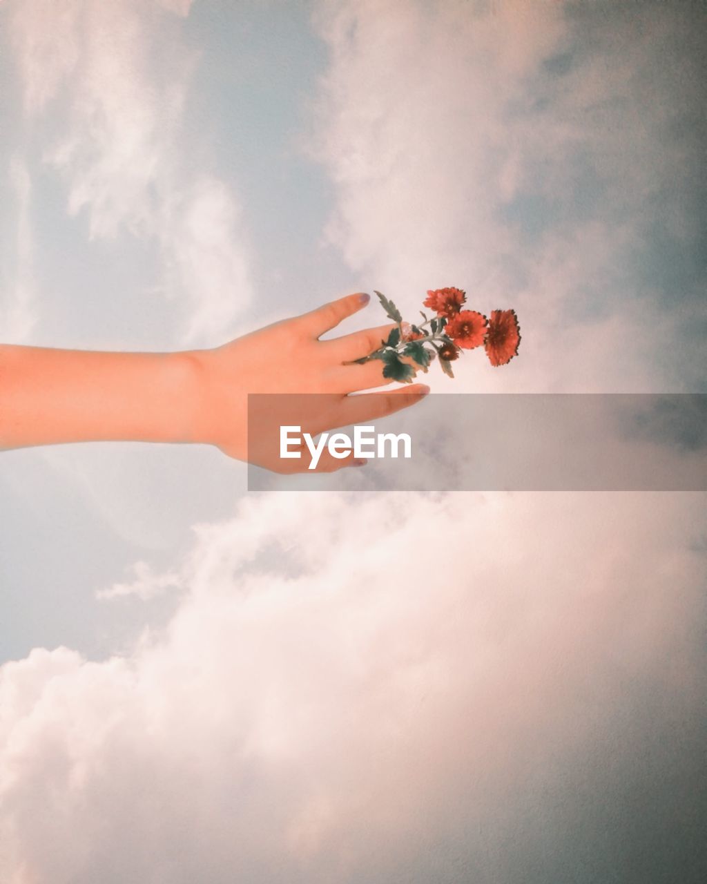 Cropped hand holding flower against sky