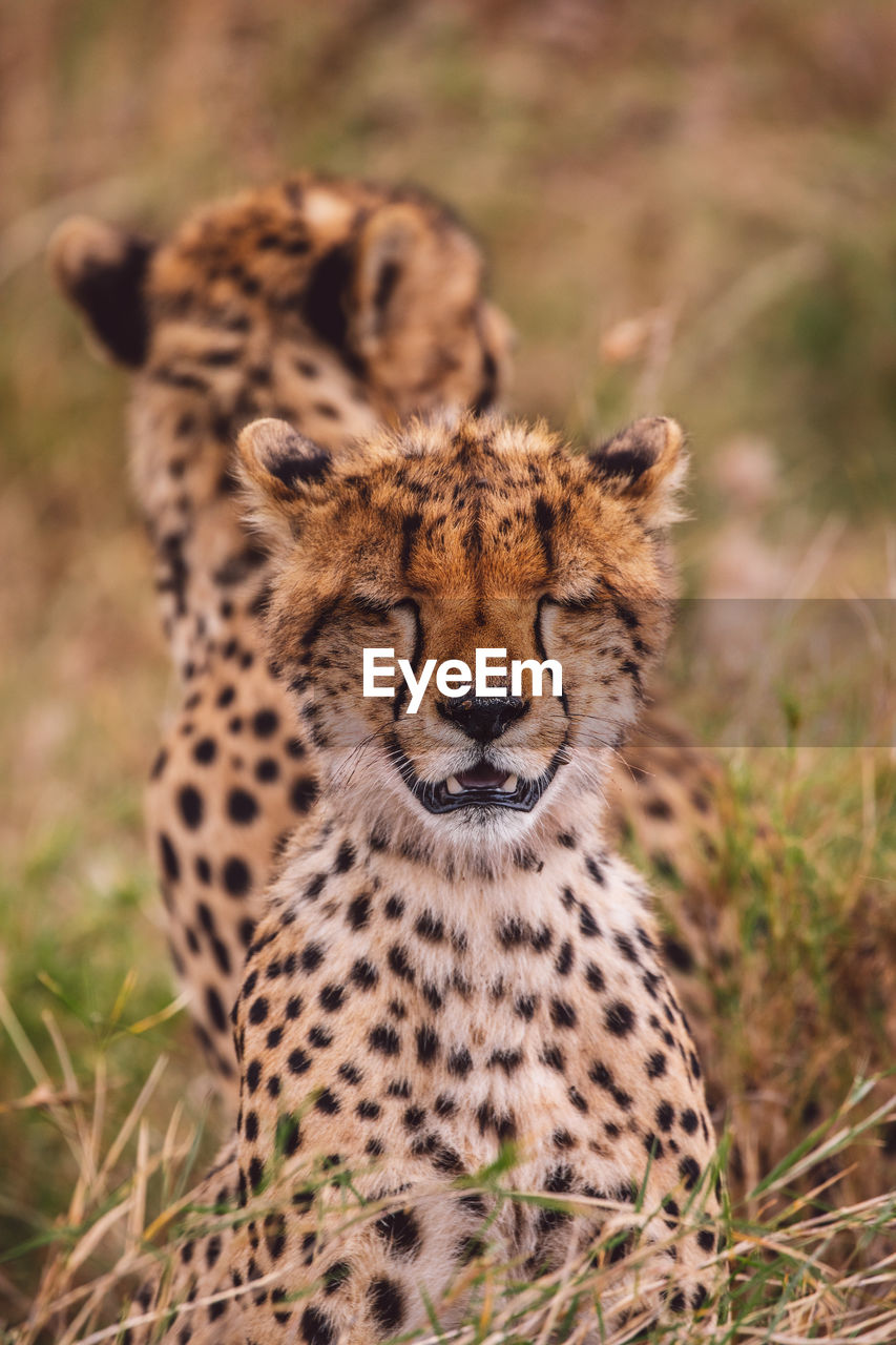 Two cheetah cubs on field