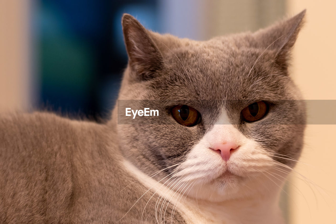 Close-up portrait of a cat