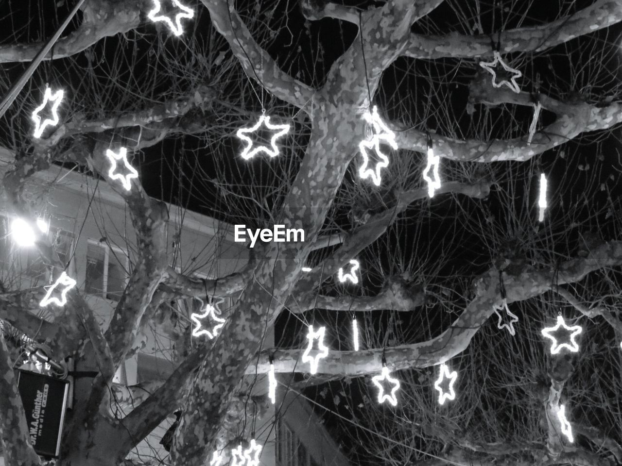 Artificial stars hanging from bare tree