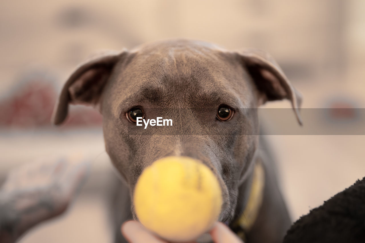 Close up portrait of female pitbull puppy watching a tennis ball and waiting to play fetch