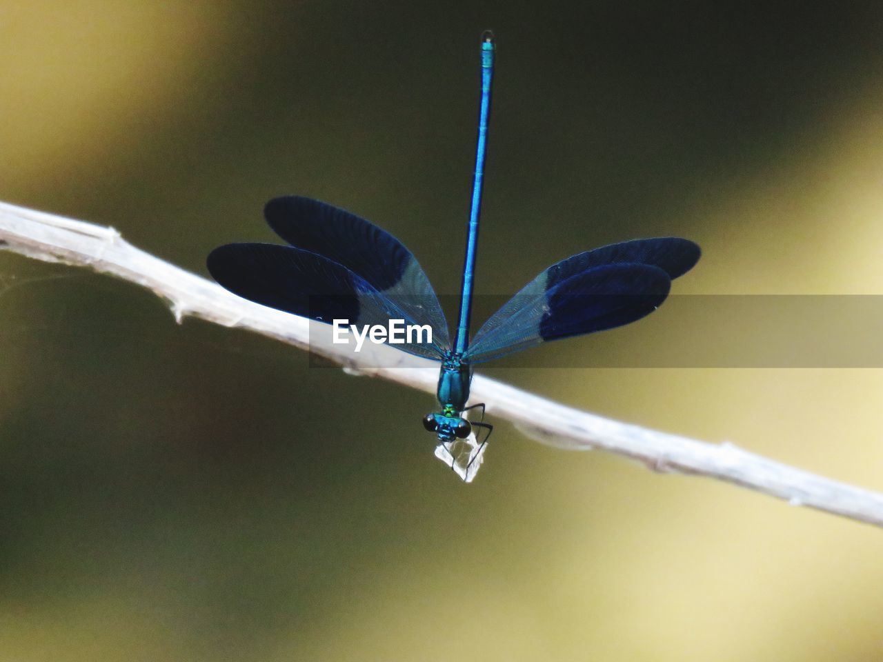 Close-up of damselfly on twig