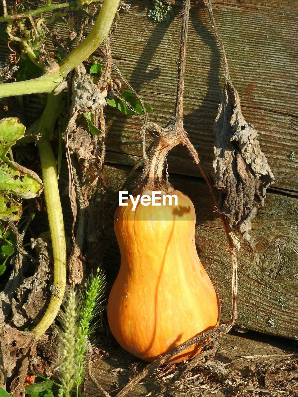 CLOSE-UP OF VEGETABLES HANGING ON BRANCH