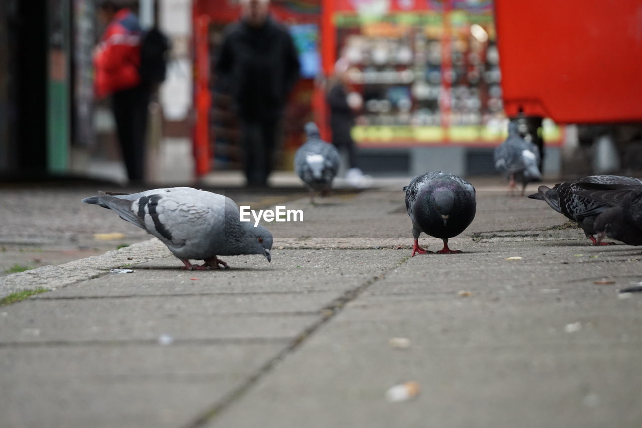 high angle view of bird