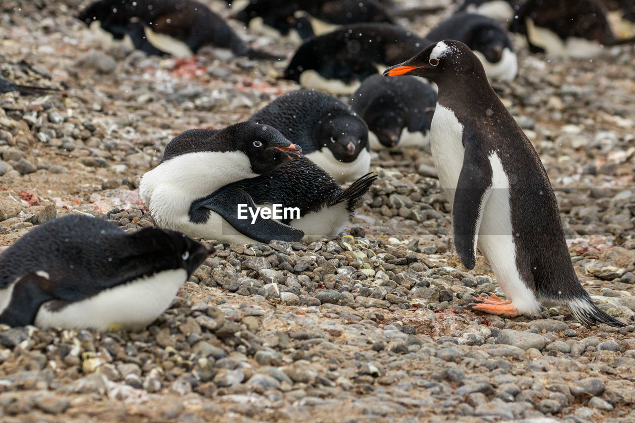 Adelie penguin protecting its nest against a gentoo penguin looking for stones to build its own.