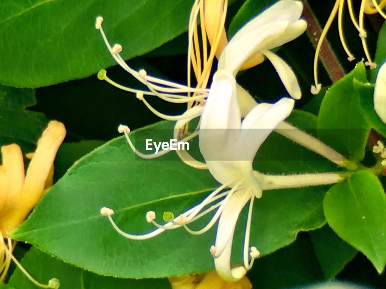 CLOSE-UP OF PLANTS