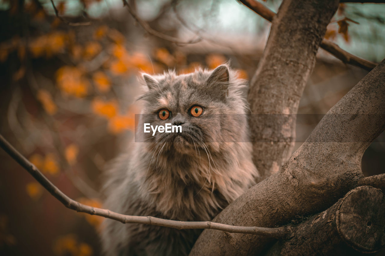 Close-up of cat looking away on branch