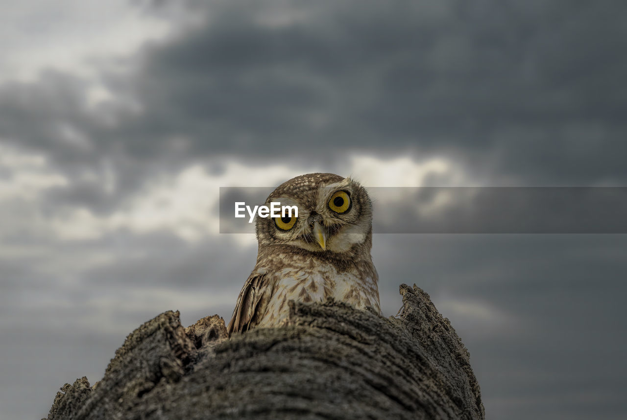 Close-up portrait of spotted owlet from below