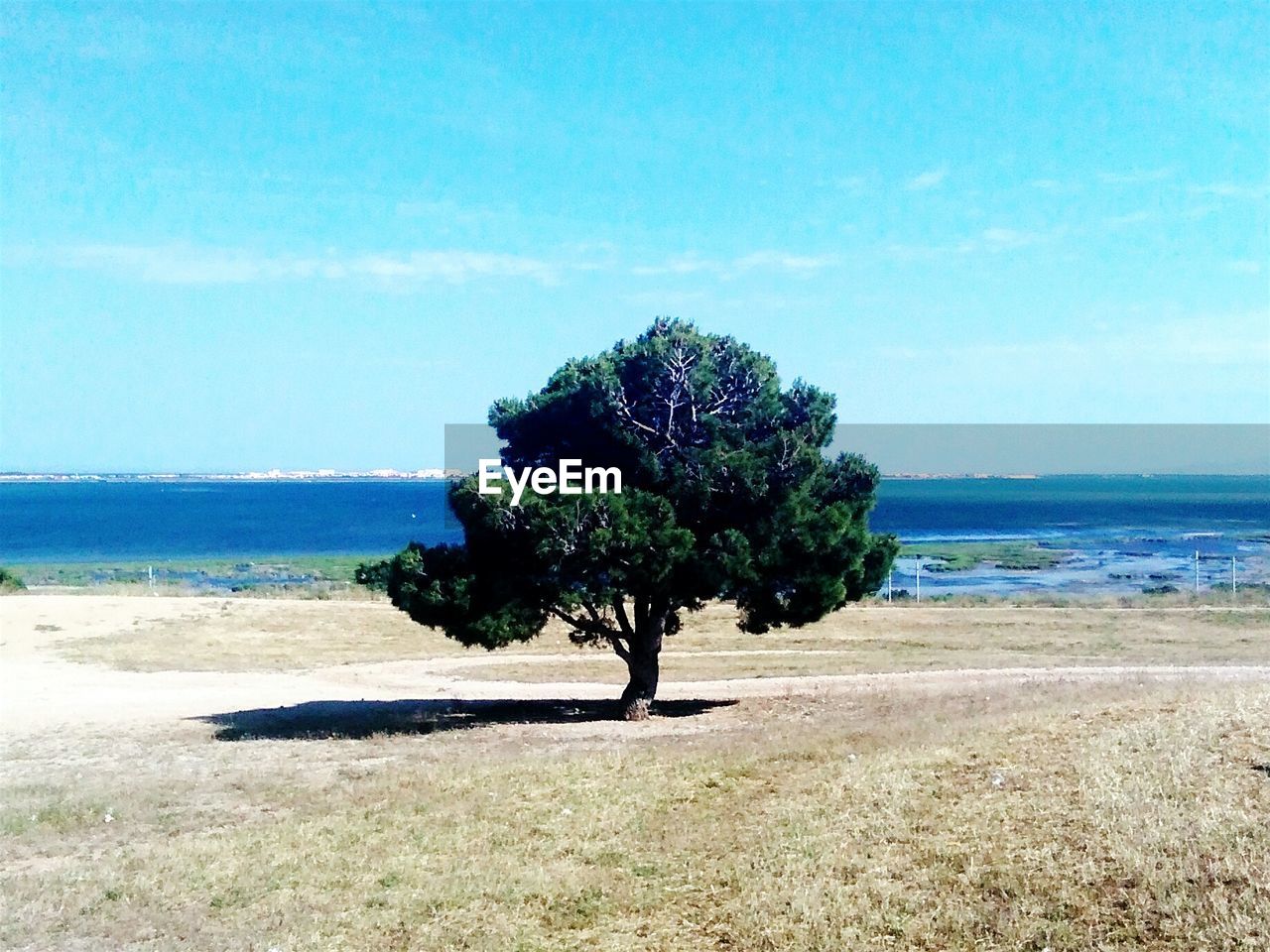 Tree growing on field in front of blue sea against sky
