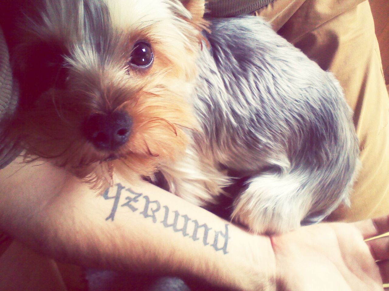 Portrait of yorkshire terrier sitting on lap