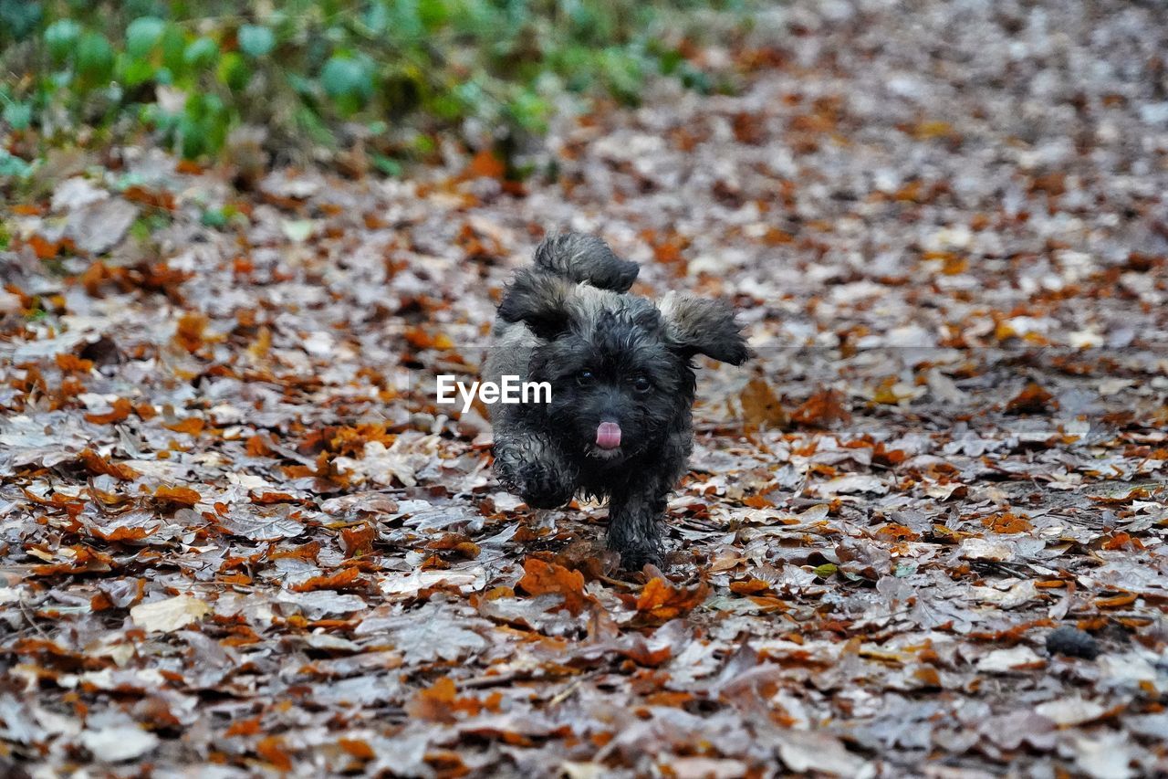 animal themes, animal, one animal, mammal, wildlife, no people, leaf, plant part, day, nature, animal wildlife, autumn, land, domestic animals, canine, pet, dog, field, outdoors, portrait, close-up, selective focus, looking at camera, black, puppy