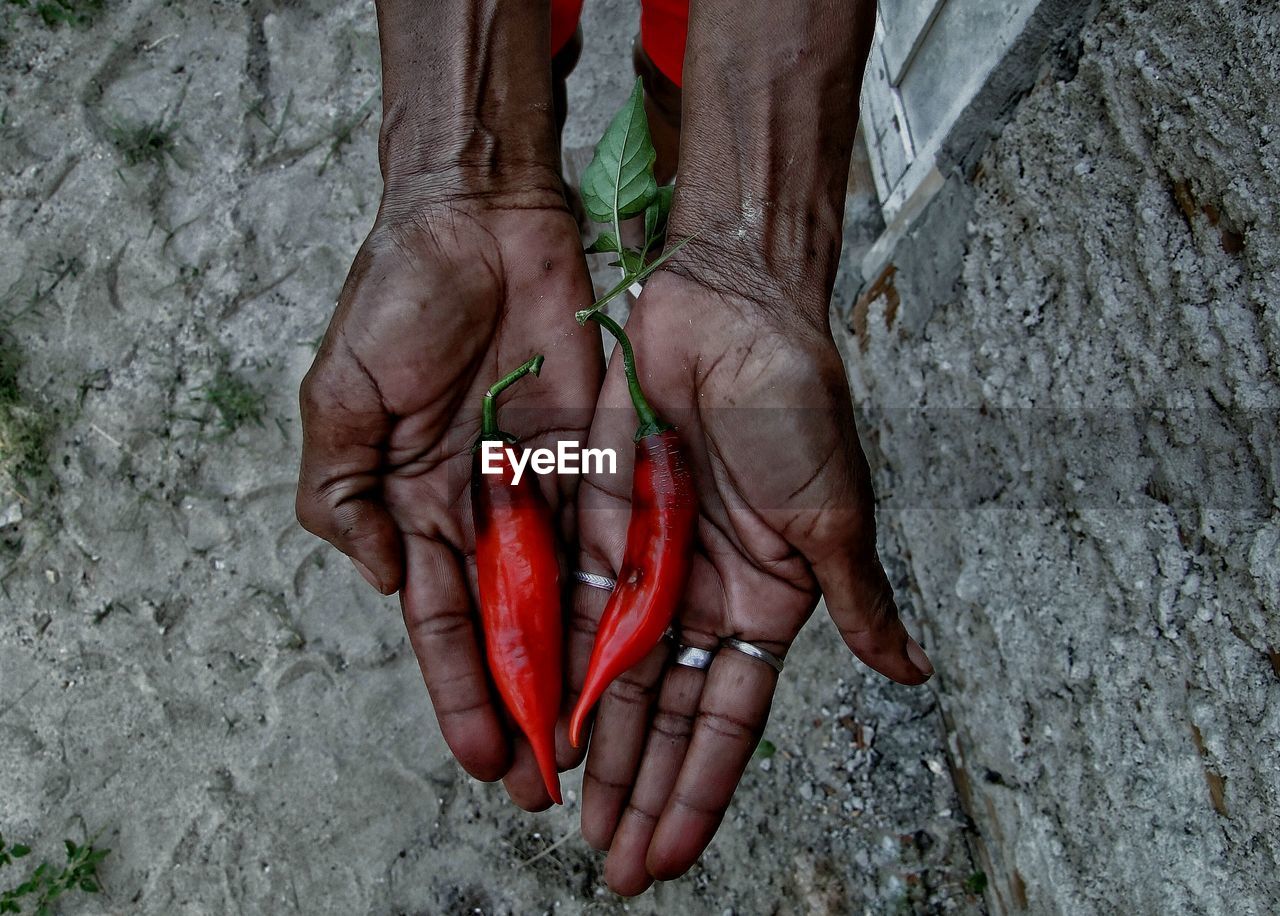 Cropped hands of woman holding red chili over rock