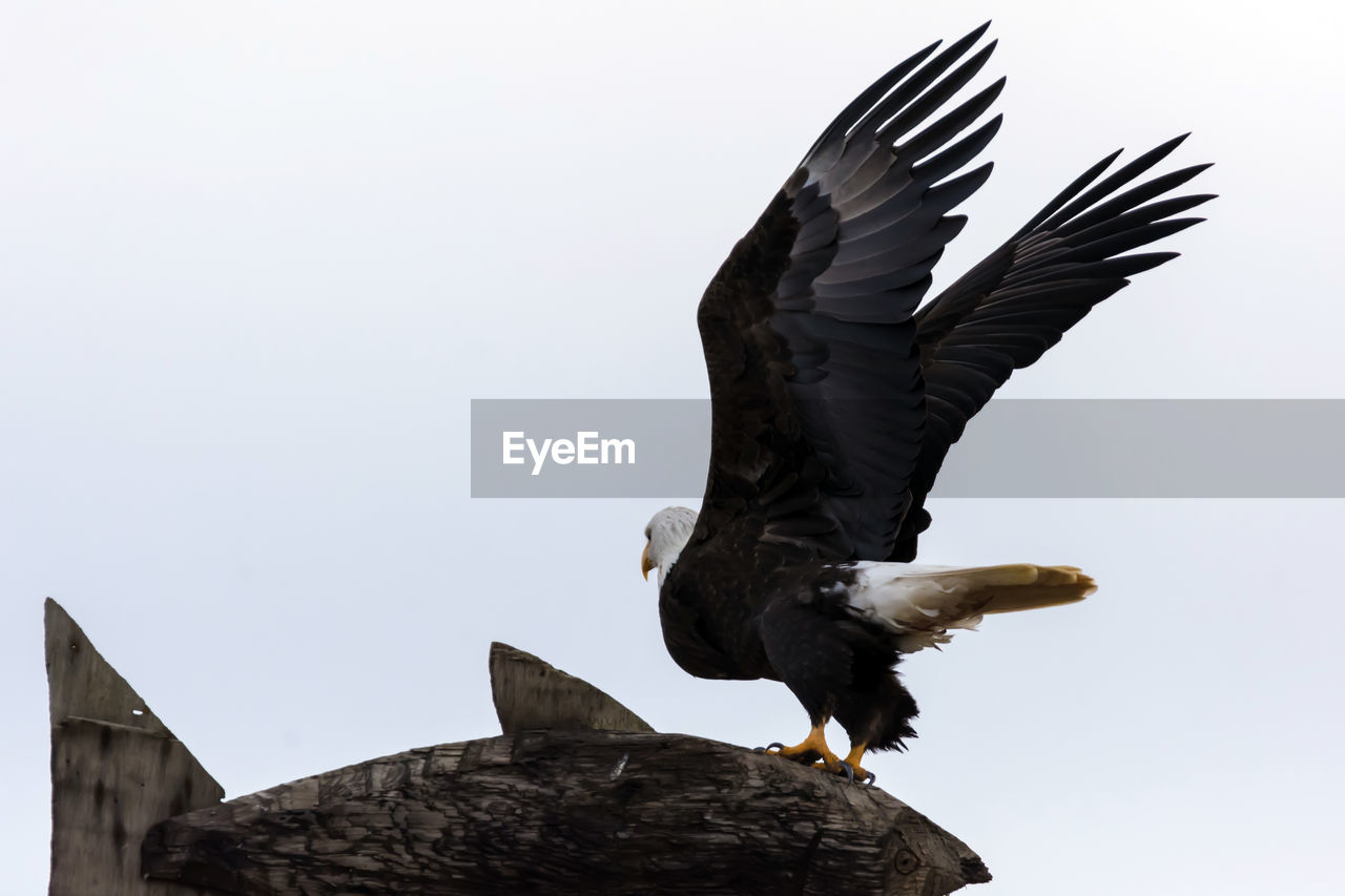 LOW ANGLE VIEW OF EAGLE