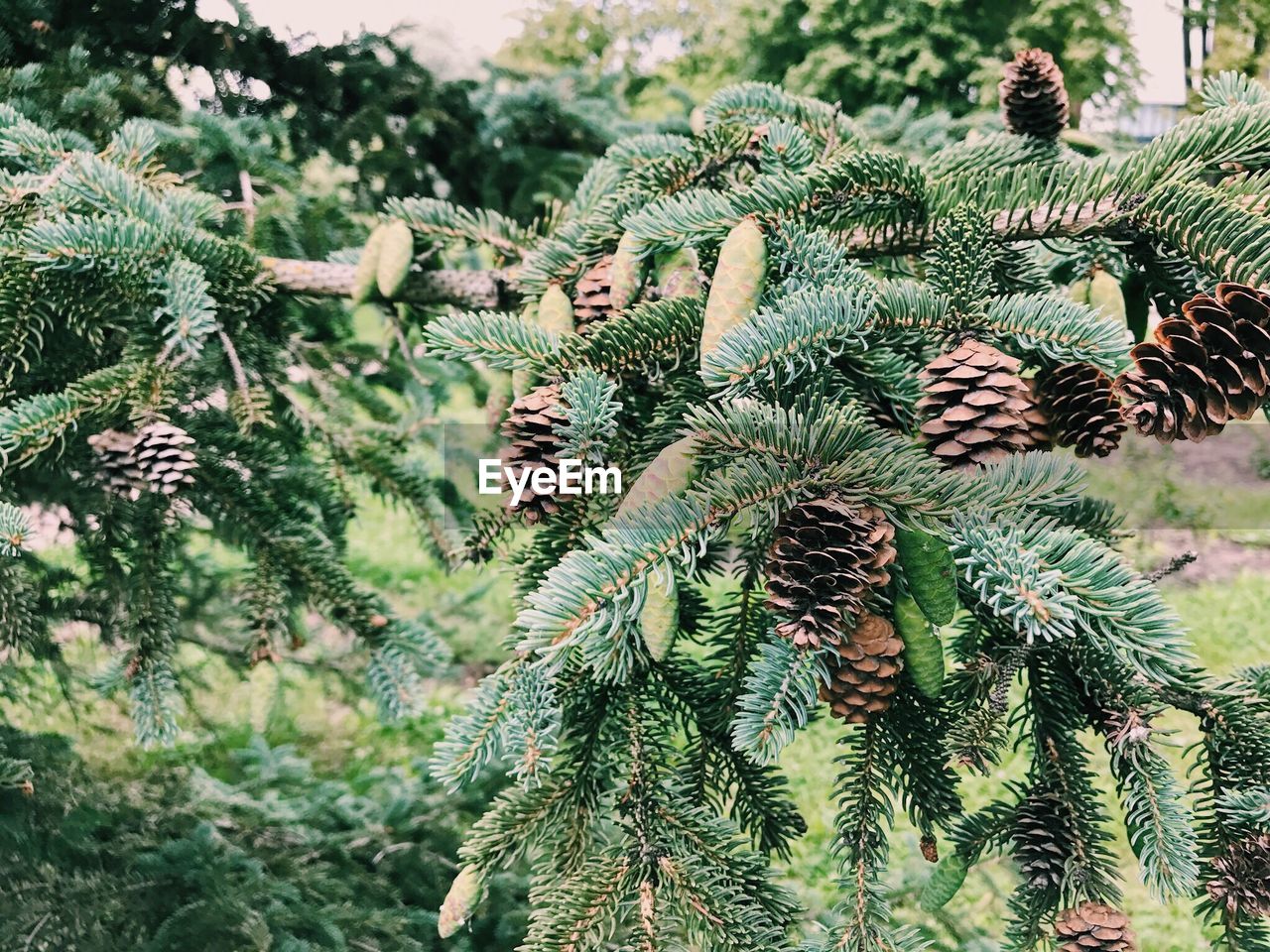 CLOSE-UP OF PINE TREE WITH PLANTS