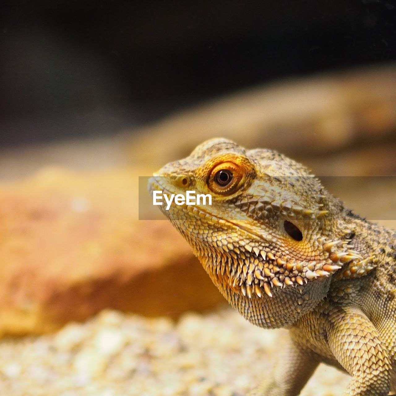 CLOSE-UP OF A LIZARD ON A ROCK