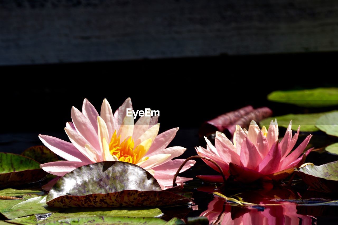 CLOSE-UP OF LOTUS WATER LILY IN POND