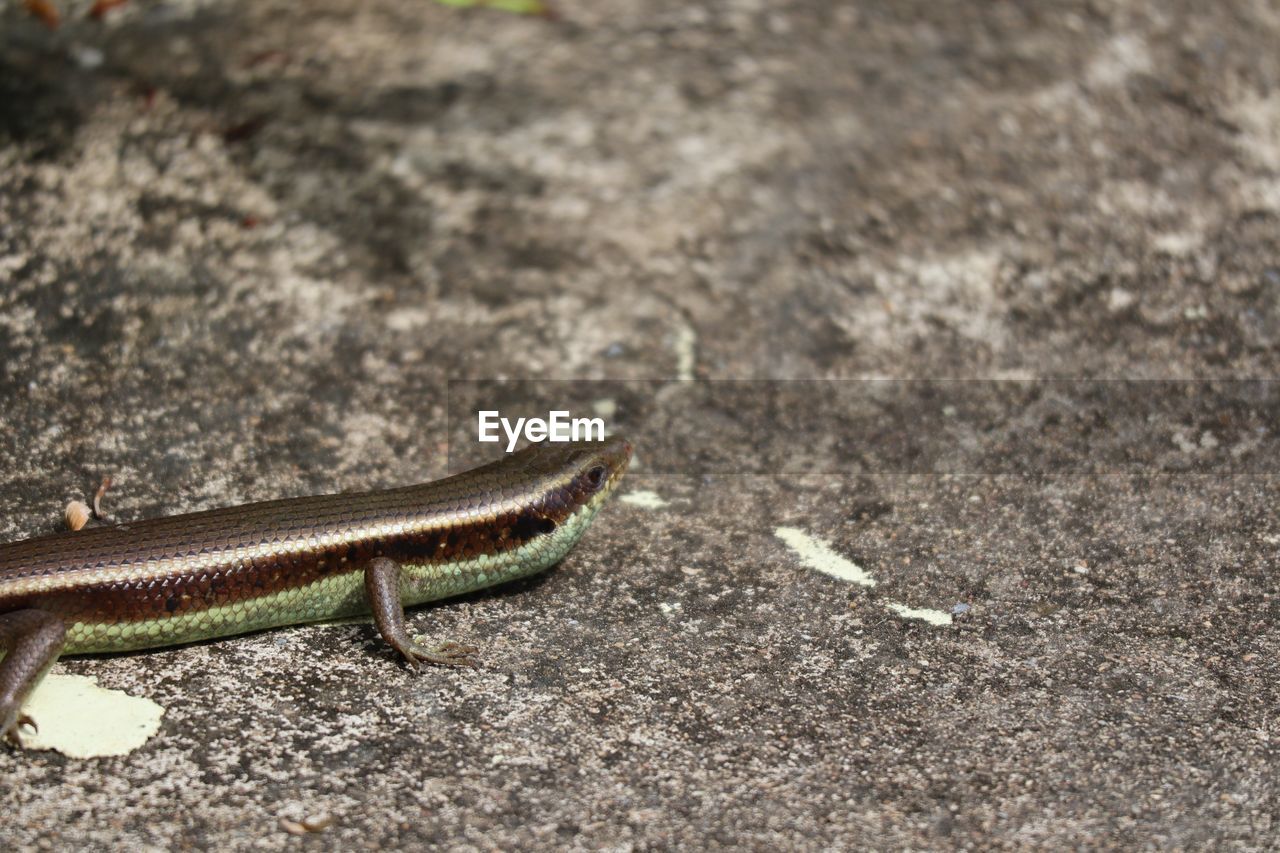 animal themes, animal, one animal, animal wildlife, wildlife, reptile, no people, nature, day, lizard, soil, land, outdoors, close-up, high angle view, wall lizard, sunlight, animal body part