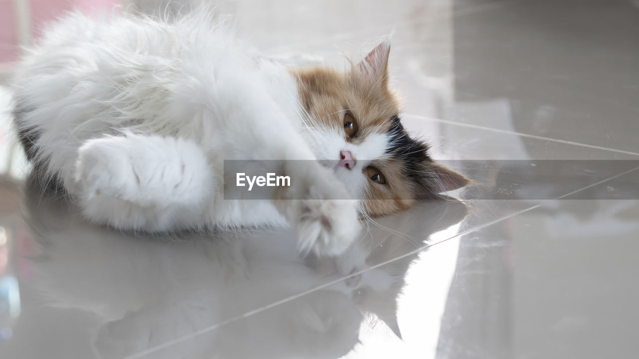 High angle view of cat lying on floor