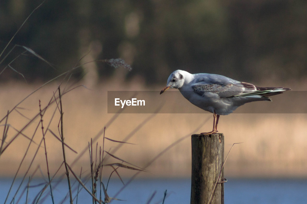 Close-up of seagull perching on wooden post