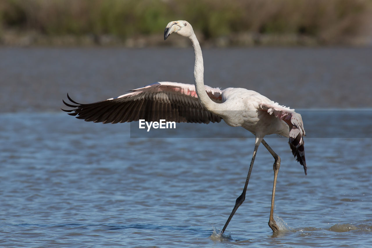 Greater flamingo in flight, phoenicopterus roseus, camargue