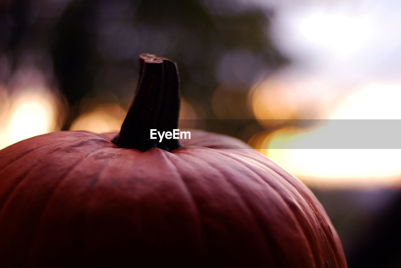 Close-up of pumpkin